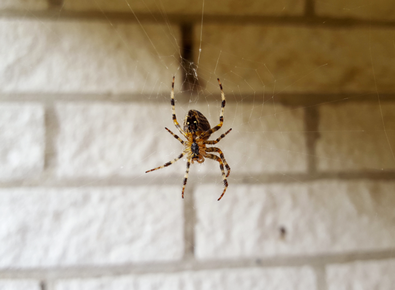 Spiders Control and Pest Prevention Insect Screen Solutions